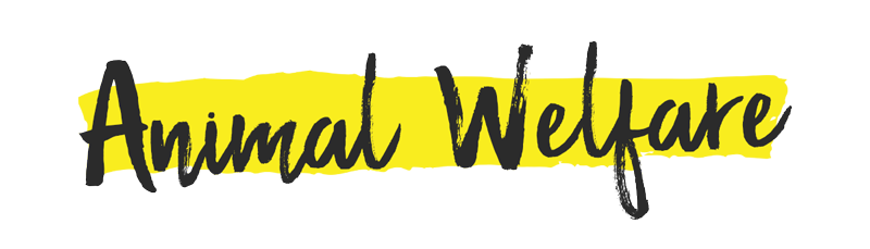 Animal Welfare